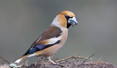 Llun o Hawfinch