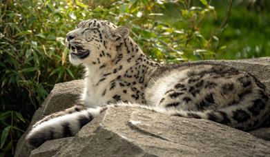 Welsh Mountain Zoo