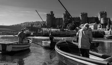 Mussel harvesting