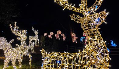 Winterfest Christmas Light Trail