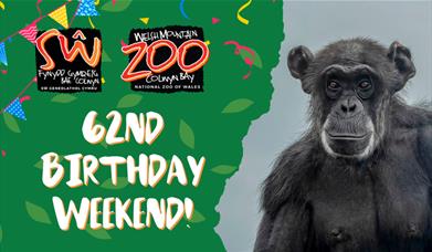 Welsh Mountain Zoo 62nd Birthday Weekend