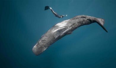 Ocean Film Festival at Venue Cymru