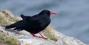 picture of a chough