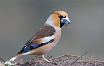 Picture of a Hawfinch
