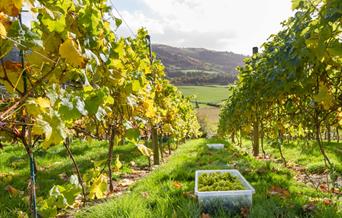 Grapevines at the vineyard