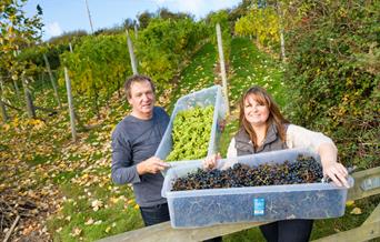 Colin and Charlotte of Conwy Vineyard, holding boxes of harvested grapes