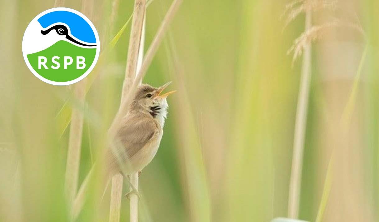 Wake up with the Dawn Chorus! At RSPB Conwy
