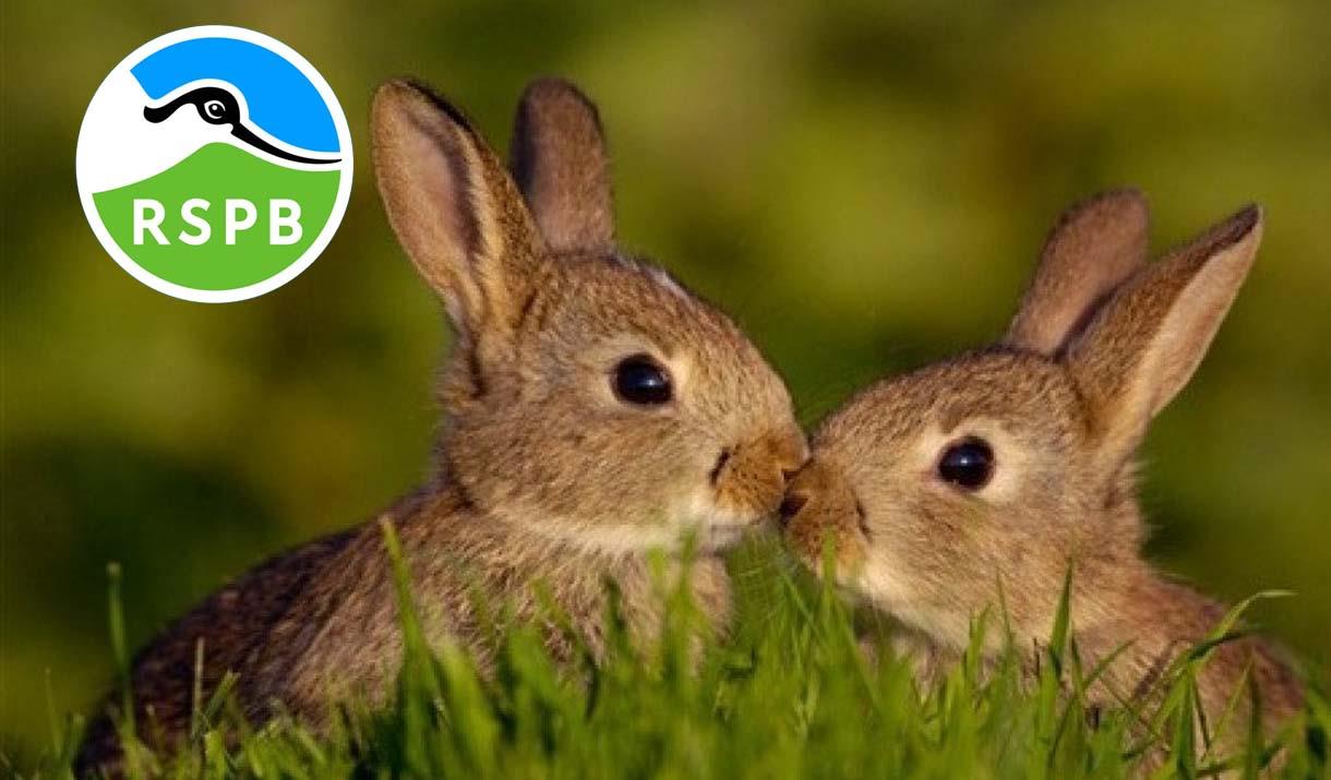 Easter Egg Hunt and crafts! (3-8 years) at RSPB Conwy