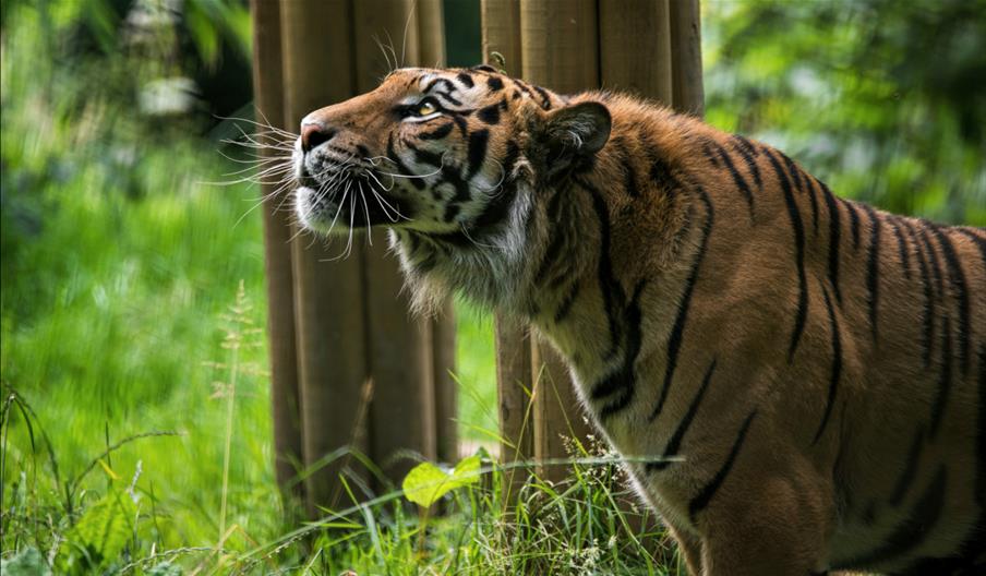Sumatran tiger looking upwards