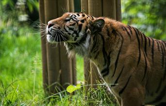 Sumatran tiger looking upwards