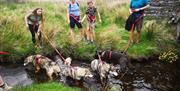 Image of group of huskies enjoying the river water
