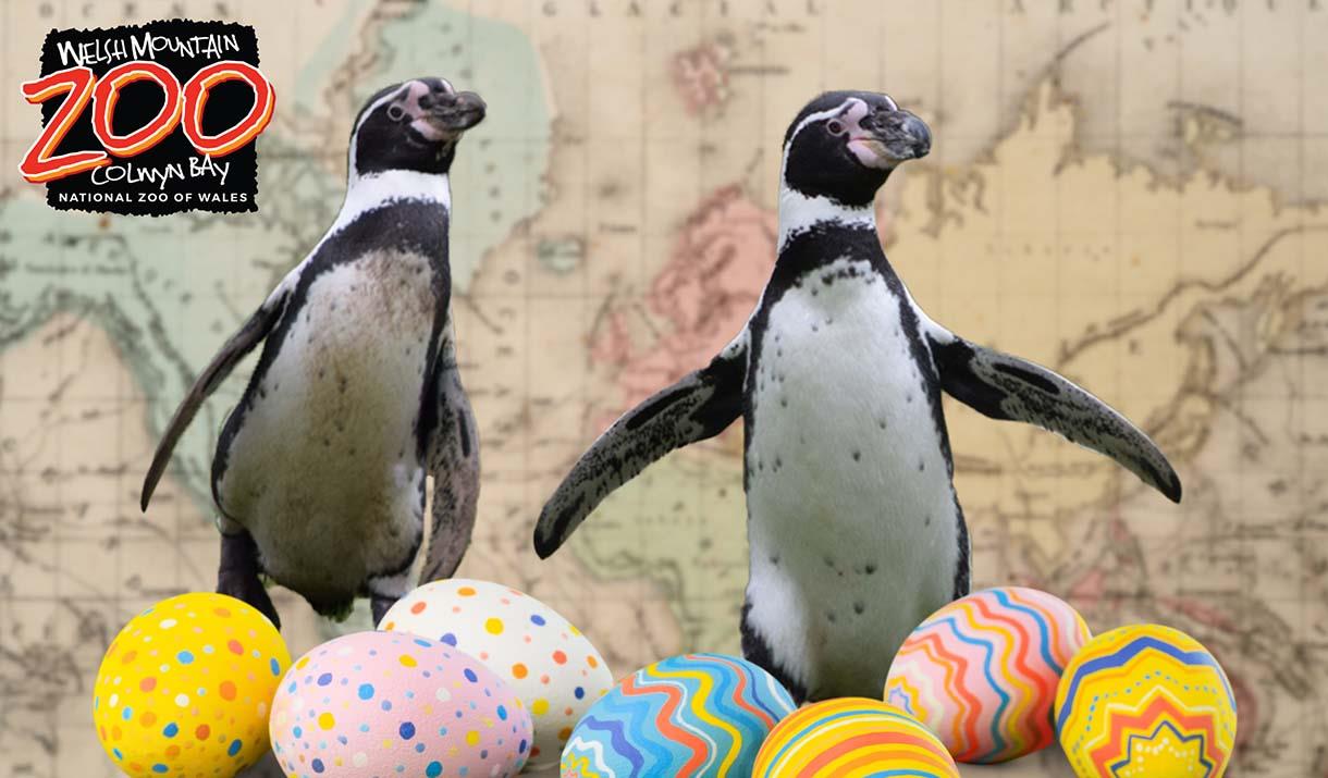 Welsh Mountain Zoo Presents The Great Penguin Eggs-capade