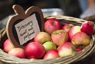 A basket of Discovery apples at Stroud farmers' market