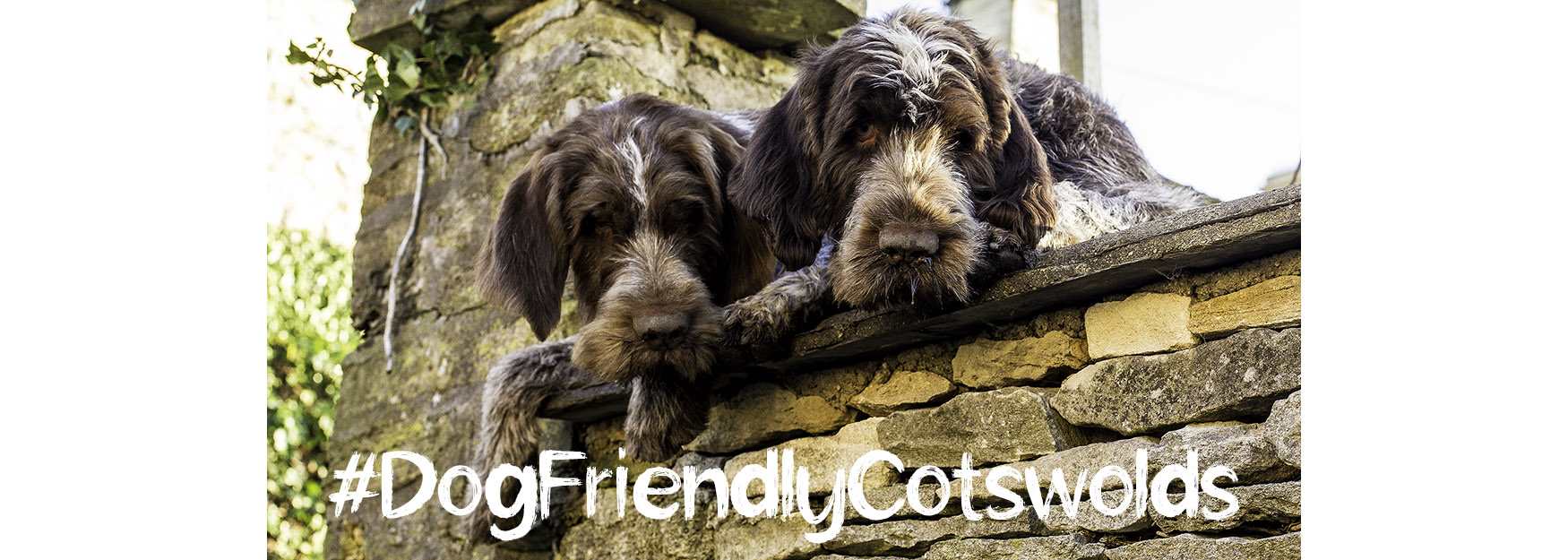 #DogFriendlyCotswolds - dogs looking over a wall in Burford (photo courtesy of Derek Cotterill)