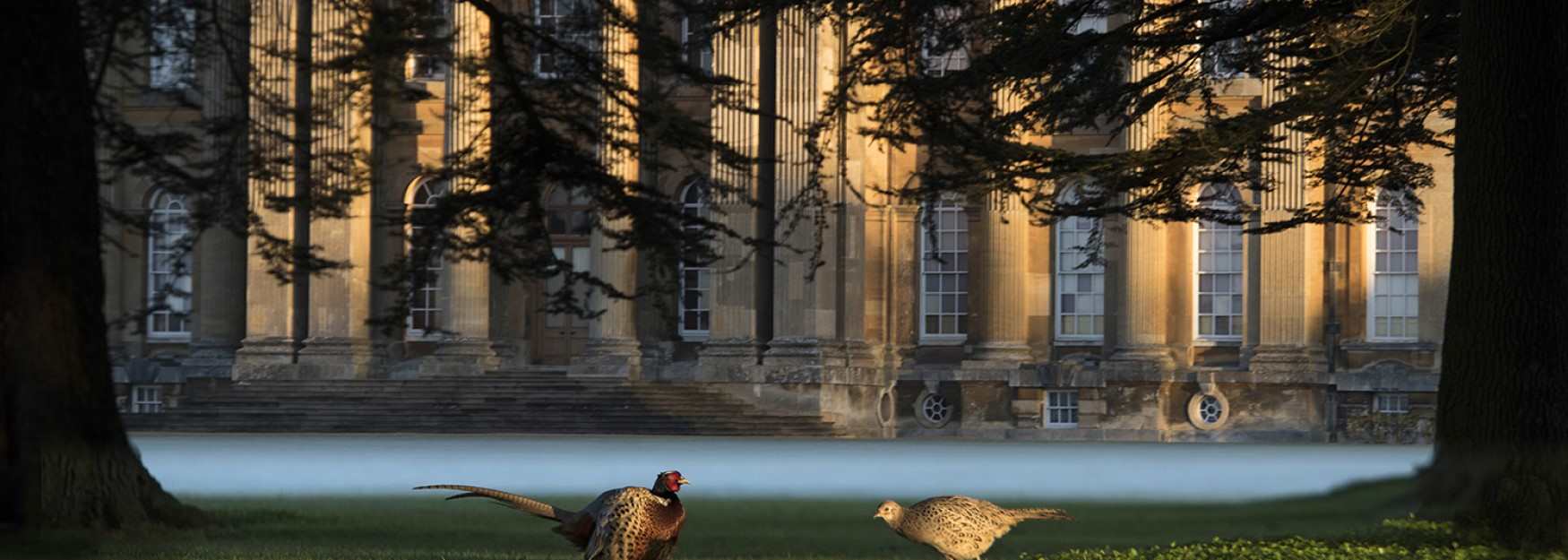 Pheasants in the mist at Blenheim Palace