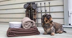 Image of a dog next to blanket and bowl