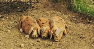 Three pigs sleeping