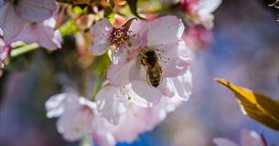Westonbirt Arboretum-Cherry blossom