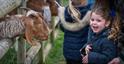 Little girl with the goats at Cogges Manor Farm