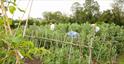 Guests in the kitchen garden at The Cookery School at Thyme