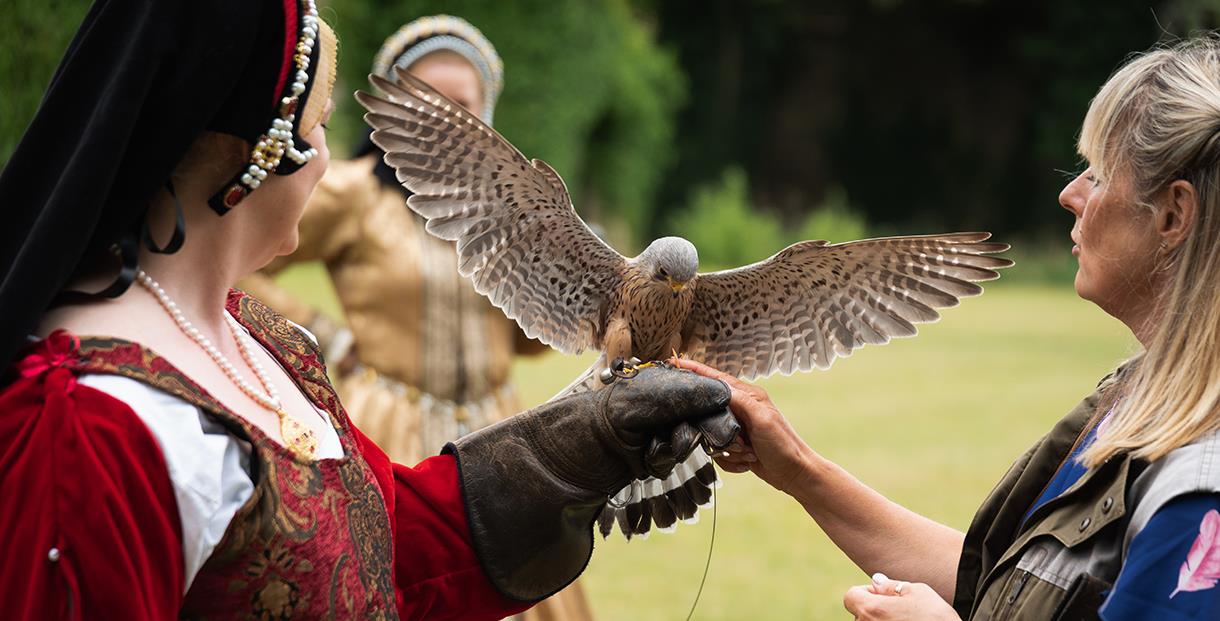 Falconry At The Castle