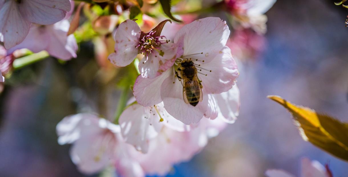 Westonbirt Arboretum-Cherry blossom