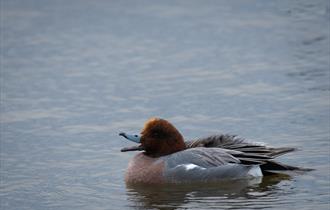 Wigeon duck on water