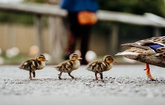 Duckling on grass