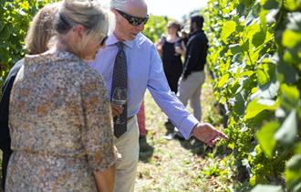 A man in a blue shirt is holding a glass of wine, pointing at grapes on a vine and talking to two ladies listen to hi