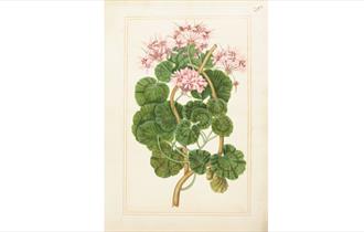 Geranium from the Florilegium commissioned by Mary Somerset, First Duchess of Beaufort