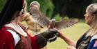 Falconry At The Castle