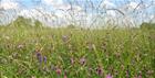 Wildflowers at Chimney Meadows. Credit: Wendy Tobitt