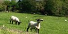 The Old Vicarage at Oakridge - lambs in the field opposite the house