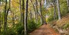 Woodland Walk at Woodchester Park (photo by Andrew Butler ©National Trust Images)
