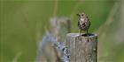 A bird sat on a fence post