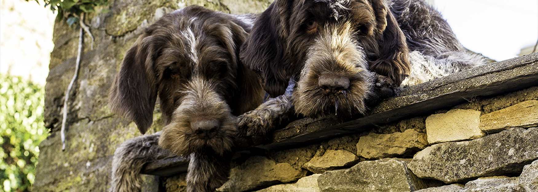 Two dogs looking over a wall in Burford (photo Derek Cotterell)