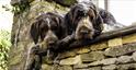 Two dogs looking over a wall in Burford (photo Derek Cotterell)