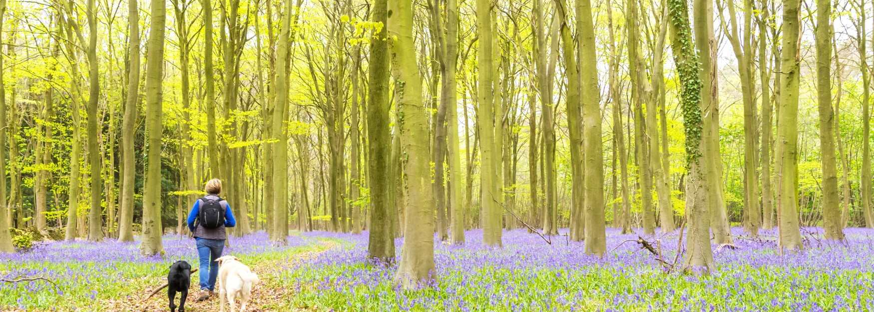 Woman walking her dogs through a woodland filled with bluebells between Bourton and Snowshill