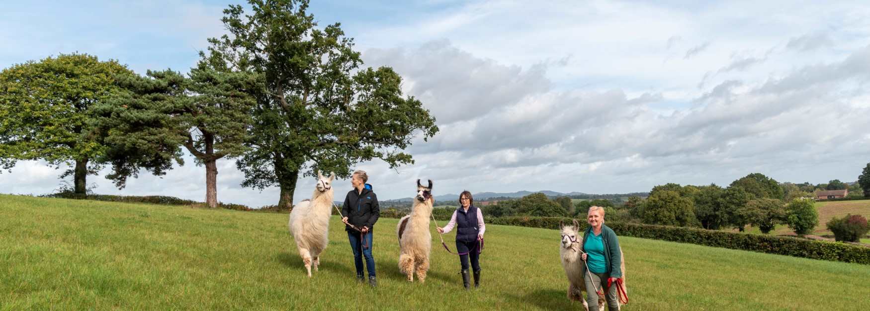 A walk with a difference at Briery Hill Llamas