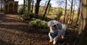 Dog exploring Painswick Rococo Garden. Credit: Angela Rendell