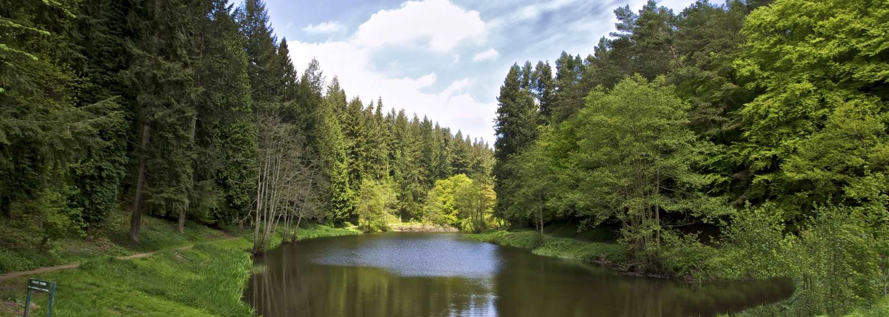 Lake surrounded by trees in the Forest of Dean