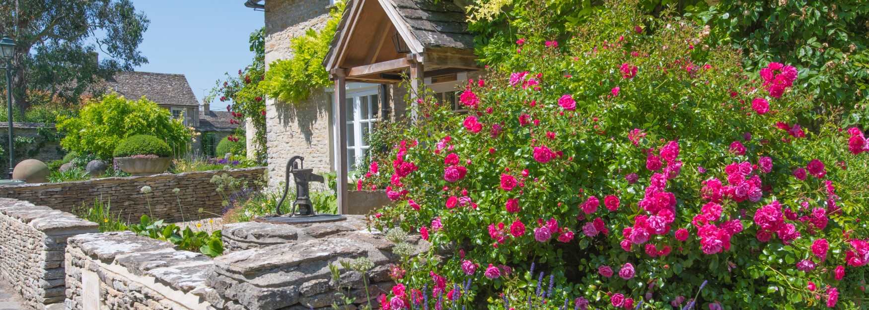 A stunning Cotswold stone cottage with pink roses and lavender growing in the garden