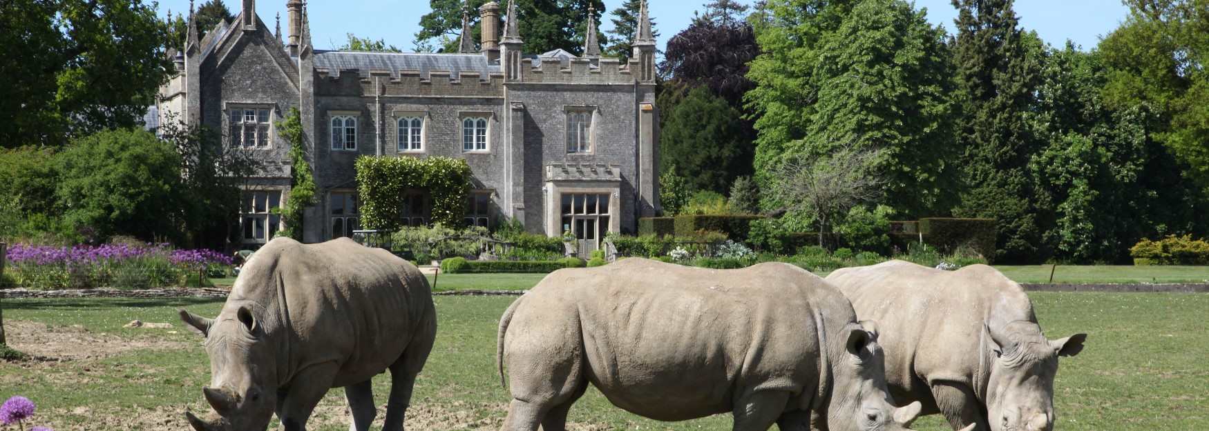 Rhinos grazing on the lawn at Cotswold Wildlife Park
