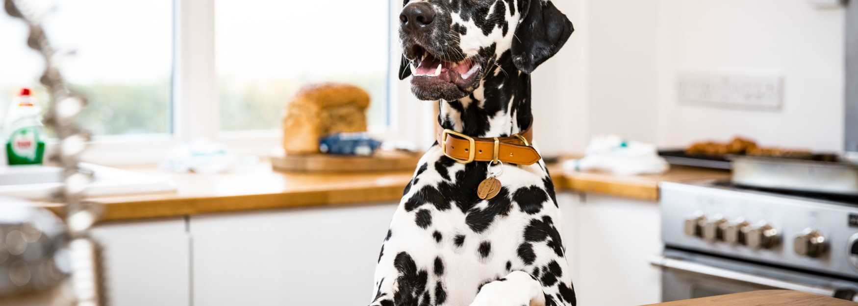 A dalmatian in a cottage kitchen with Canine Cottages