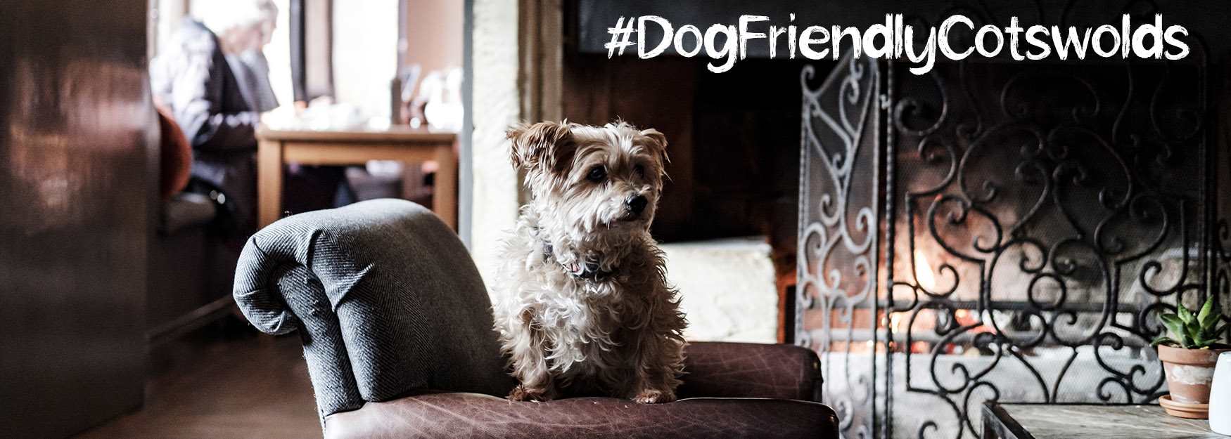 #DogFriendlyCotswolds - photo courtesy of the Bay Tree Hotel
