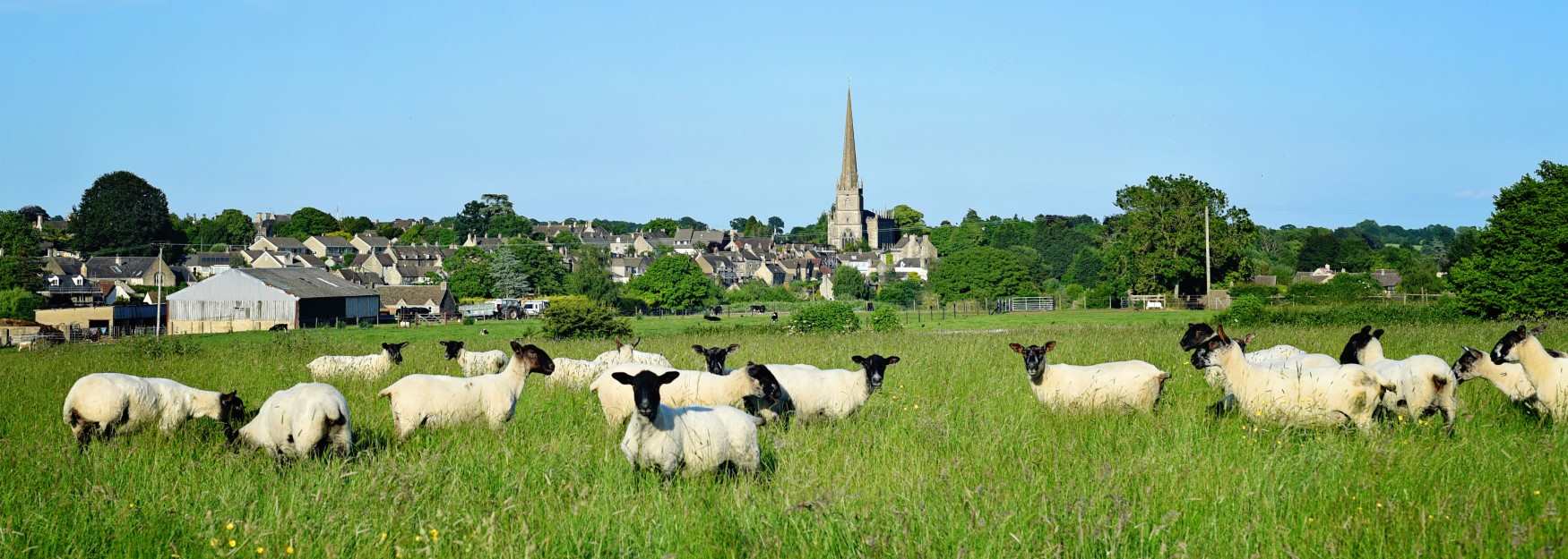 Sheep grazing in a field with Tetbury in the distance