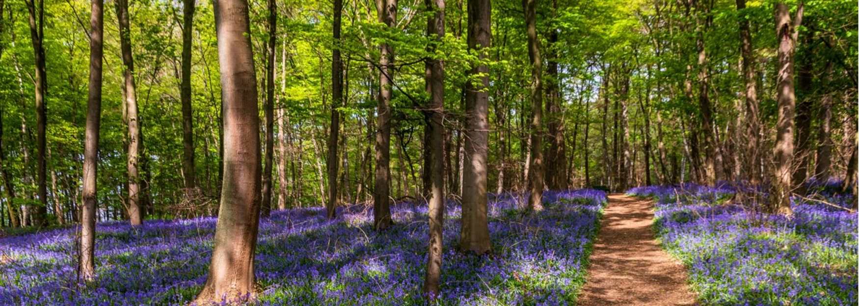 Bluebells in the Forest of Dean