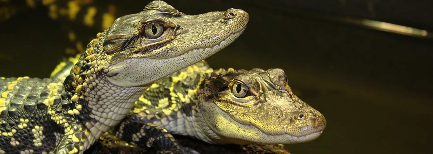Crocodiles at Crocodiles of the World