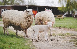 Two sheep and a lamb