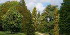 The Historic Snowdrop Garden at Colesbourne